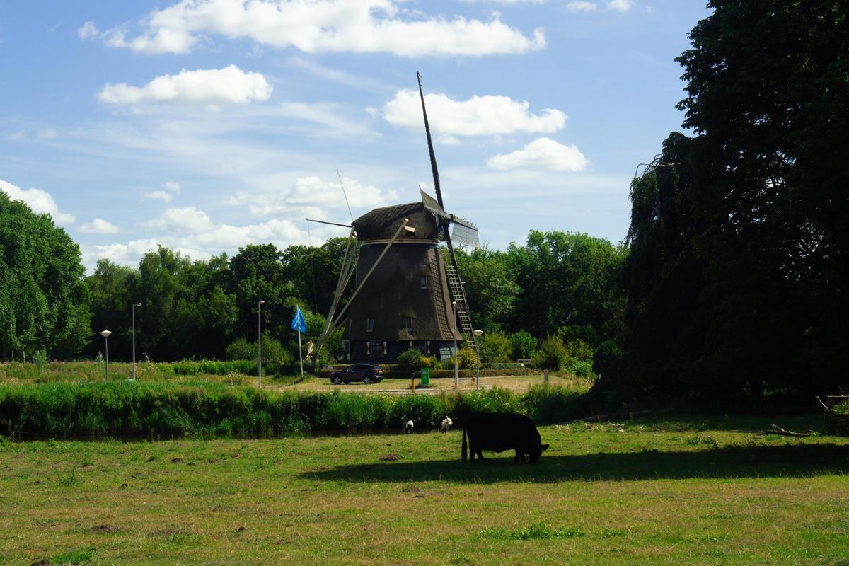 Traditional Dutch windmill with grazing sheep in Amstelpark, Amsterdam