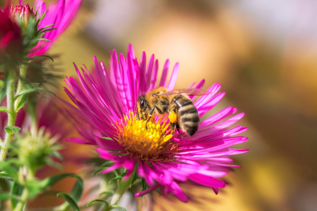 Close-up of a bee pollinating on a flower