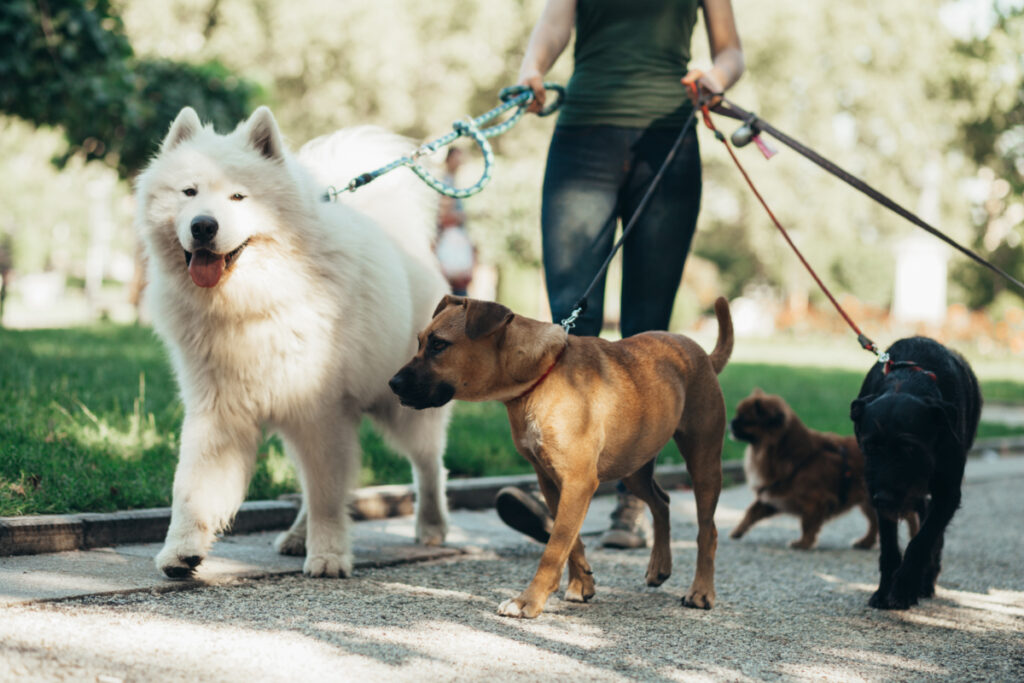 Dog walker with dogs walking outdoors