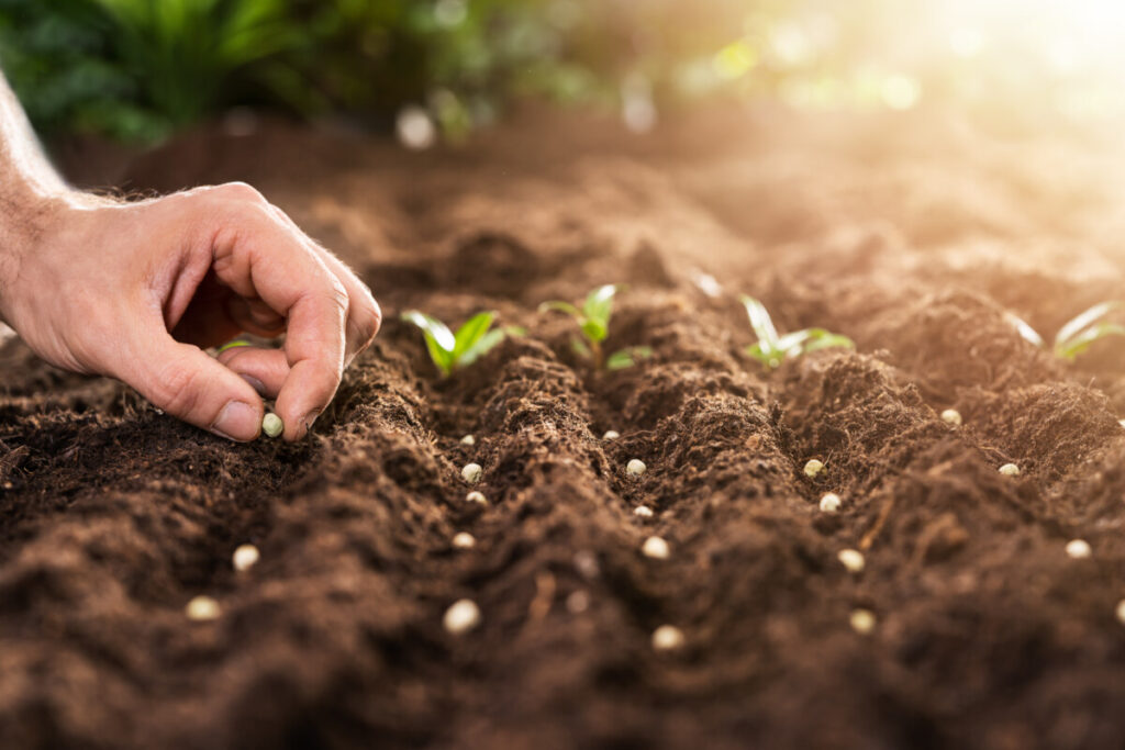 Close-up of a hand planting seeds in a soil