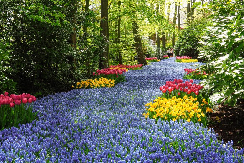 Panoramic view of Keukenhof Gardens' spring flowers showing an array of tulips