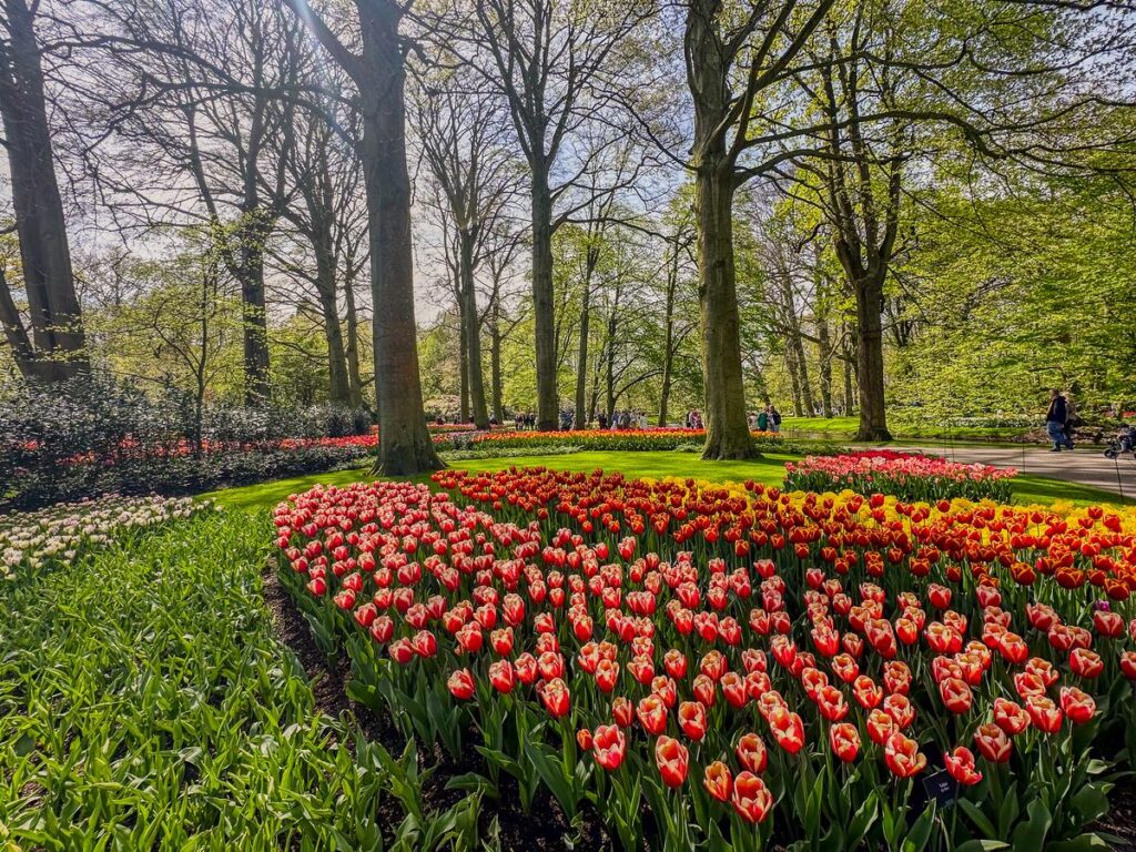 Panoramic view of the colorful tulips blooming at the Keukenhof Gardens in Netherlands