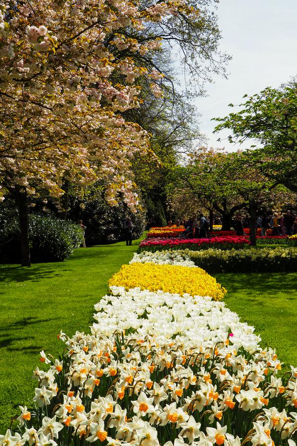 Keukenhof Lisse