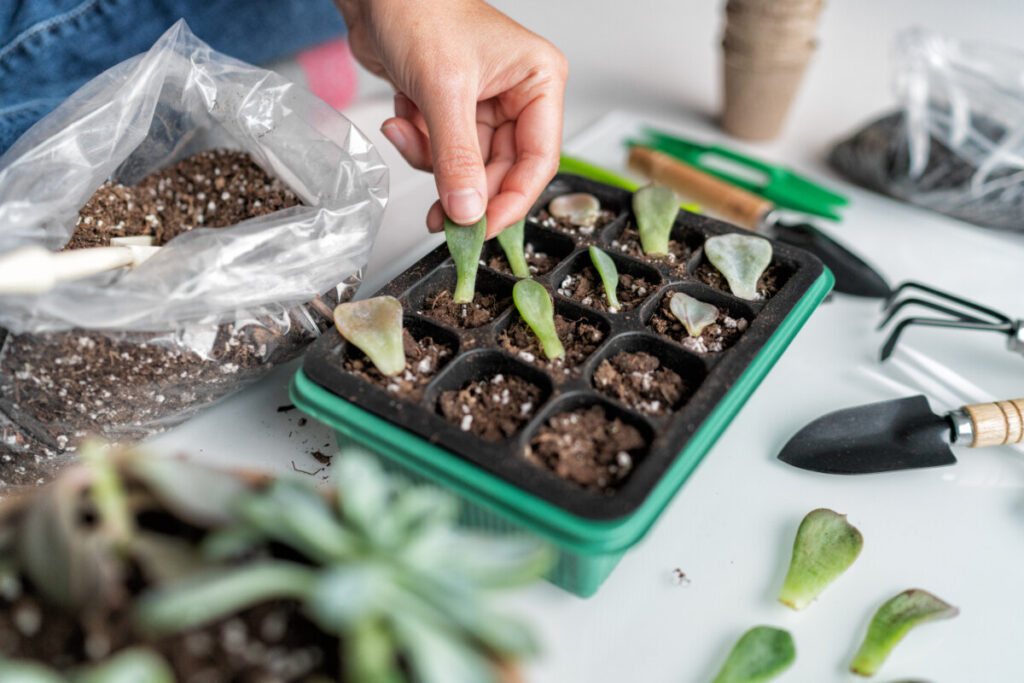 Planting and leaf propagation of a succulent plant 