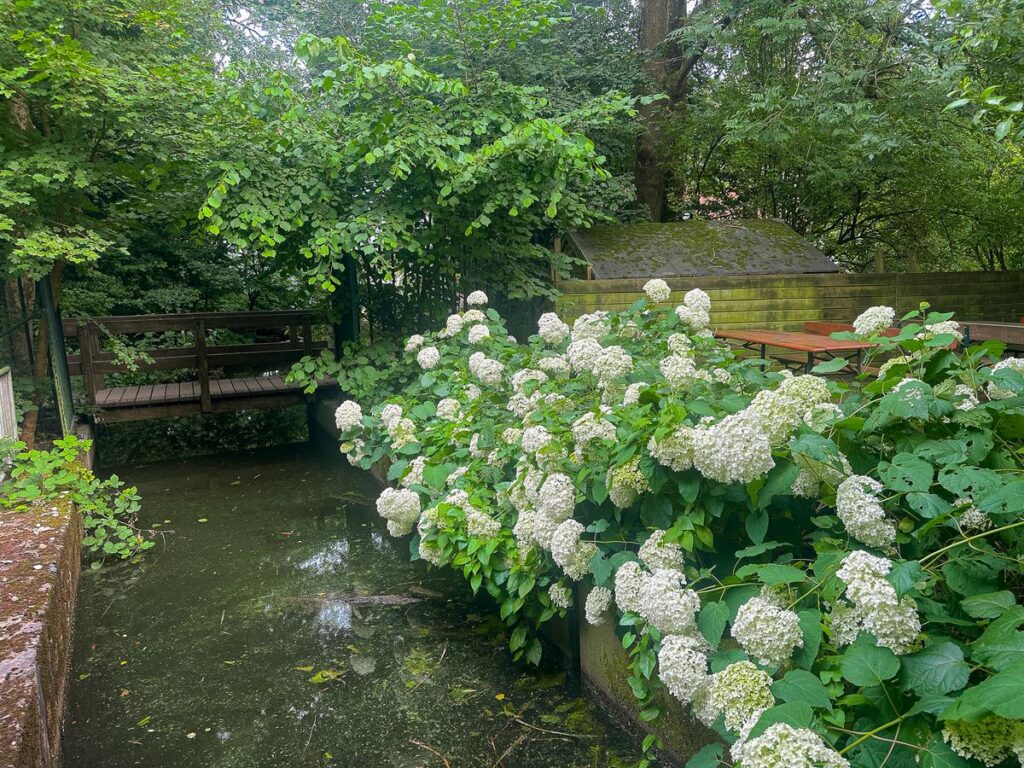 Lush greenery and hydrangea blooms by the tranquil pond in Flevopark, Amsterdam